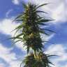 где можно заказать семена конопли Amnesia Gold feminised где можно заказать семена конопли Amnesia Gold feminised