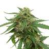 купить семена сортовой конопли Tangerine feminised купить семена сортовой конопли Tangerine feminised