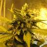 купить мощные семена конопли Tangerine feminised купить мощные семена конопли Tangerine feminised