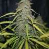 заказать семена конопли Tangerine feminised заказать семена конопли Tangerine feminised