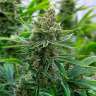 где можно заказать семена конопли Tangerine feminised где можно заказать семена конопли Tangerine feminised