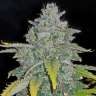 купить семена конопли с доставкой Auto Blue Dream feminised
 купить семена конопли с доставкой Auto Blue Dream feminised