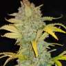 семена конопли курьером Auto Blue Dream feminised
 семена конопли курьером Auto Blue Dream feminised