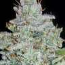 заказать семена конопли Auto Blue Dream feminised
 заказать семена конопли Auto Blue Dream feminised