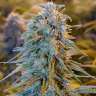 купить семена конопли Auto Blue Dream feminised купить семена конопли Auto Blue Dream feminised