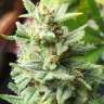 семена конопли дешево Auto Mandarine XXL feminised Ganja Seeds семена конопли дешево Auto Mandarine XXL feminised Ganja Seeds