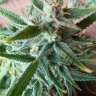 семена конопли с доставкой Auto Mandarine XXL feminised Ganja Seeds семена конопли с доставкой Auto Mandarine XXL feminised Ganja Seeds