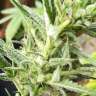 семена индийской конопли Auto Mandarine XXL feminised Ganja Seeds семена индийской конопли Auto Mandarine XXL feminised Ganja Seeds