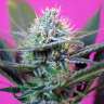Семена каннабиса Auto + Speed feminised Ganja Seeds Семена каннабиса Auto + Speed feminised Ganja Seeds
