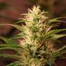 Семена конопли Auto + Speed feminised Ganja Seeds Семена конопли Auto + Speed feminised Ganja Seeds