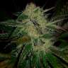 купить семена конопли недорого Chronic feminised купить семена конопли недорого Chronic feminised
