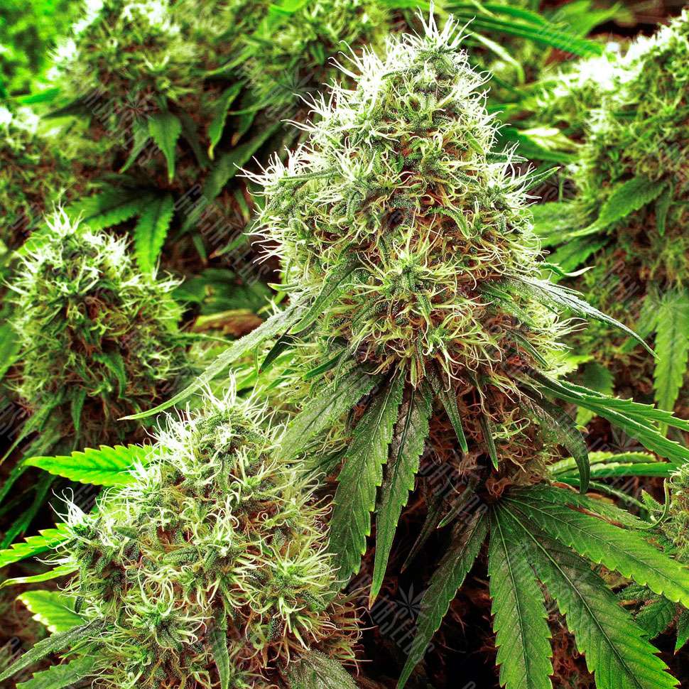 Растишка семена конопли как получить рецепт на марихуану