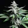где заказать семена конопли Chronic feminised где заказать семена конопли Chronic feminised