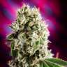 купить семена конопли Auto Sweet Mango regular купить семена конопли Auto Sweet Mango regular
