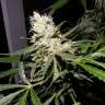 купить семена сортовой конопли Auto Sweet Mango regular купить семена сортовой конопли Auto Sweet Mango regular