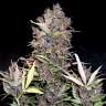 семена конопли в украине Auto Chronic Ryder feminised
семена конопли в украине Auto Chronic Ryder feminised
