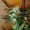 заказать семена конопли курьером Auto Chronic Ryder feminised заказать семена конопли курьером Auto Chronic Ryder feminised