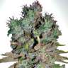 где заказать семена конопли White Blueberry Pie feminised где заказать семена конопли White Blueberry Pie feminised