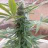 семена конопли почтой Moby Dick feminised GanjaLiveSeeds семена конопли почтой Moby Dick feminised GanjaLiveSeeds