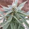 магазин семян конопли Moby Dick feminised GanjaLiveSeeds магазин семян конопли Moby Dick feminised GanjaLiveSeeds