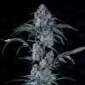 семена конопли в украине Auto Colorado Cookies feminised
