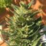 семена конопли интернет магазин Auto Colorado Cookies feminised Ganja Seeds
