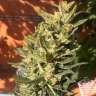 автоцветущие семена конопли Auto Colorado Cookies feminised Ganja Seeds