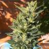 семена конопли f1 в оригинальной упаковке Auto Colorado Cookies feminised Ganja Seeds