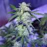 купить семена конопли аутдор Auto AK 47 feminised