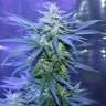 купить семена конопли f1 в оригинальной упаковке AK 47 Auto feminised