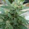 заказать семена конопли почтой White Gum feminised