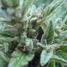 купить семена конопли White Gum feminised