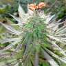 купить семена конопли недорого White Gum feminised купить семена конопли недорого White Gum feminised