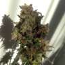 купить семена конопли Auto Galaktika feminised купить семена конопли Auto Galaktika feminised