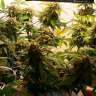 купить автоцветущие семена конопли Auto Galaktika feminised купить автоцветущие семена конопли Auto Galaktika feminised