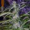 семена конопли дешево Auto Haze 2.0 feminised GanjaLiveSeeds семена конопли дешево Auto Haze 2.0 feminised GanjaLiveSeeds