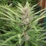 семена конопли курьером Auto Haze 2.0 feminised GanjaLiveSeeds