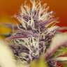 семена конопли в оригинальных упаковках Auto Dark Purple feminised Ganja Seeds