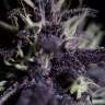 семена конопли недорого Auto Dark Purple feminised Ganja Seeds