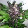 Auto Purple Punch feminised Ganja Seeds Auto Purple Punch feminised Ganja Seeds