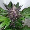 Auto Purple Punch feminised Ganja Seeds Auto Purple Punch feminised Ganja Seeds