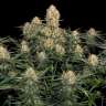 купить семена конопли аутдор  Original Skunk feminised купить семена конопли аутдор  Original Skunk feminised