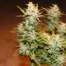 купить семена конопли Auto Dolche Cheese feminised купить семена конопли Auto Dolche Cheese feminised