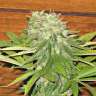 купить семена конопли в Украине Auto Dolche Cheese feminised купить семена конопли в Украине Auto Dolche Cheese feminised
