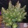 купить урожайные семена конопли White Lavender feminised купить урожайные семена конопли White Lavender feminised