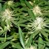 Качественные семена конопли White Lavender feminised Ganja Seeds Качественные семена конопли White Lavender feminised Ganja Seeds