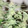 Семена марихуаны White Lavender feminised Ganja Seeds Семена марихуаны White Lavender feminised Ganja Seeds
