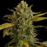 купить семена конопли Auto Blue Kush feminised
 купить семена конопли Auto Blue Kush feminised