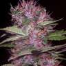 где купить семена конопли Auto Blue Kush feminised
 где купить семена конопли Auto Blue Kush feminised