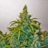 заказать семена конопли Auto Blue Kush feminised заказать семена конопли Auto Blue Kush feminised